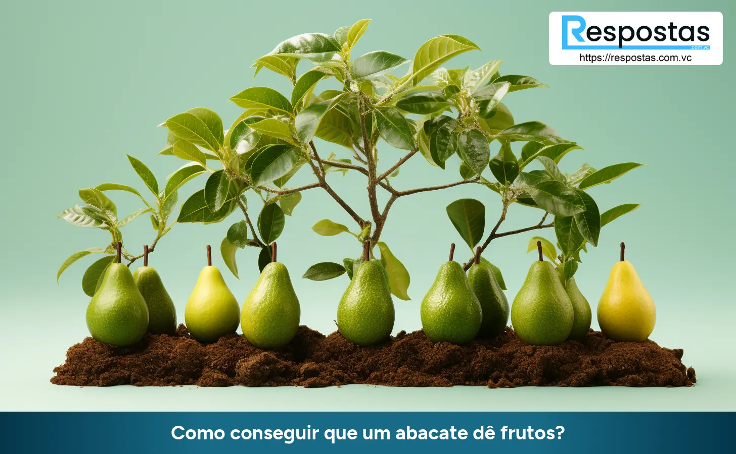 Como conseguir que um abacate dê frutos?