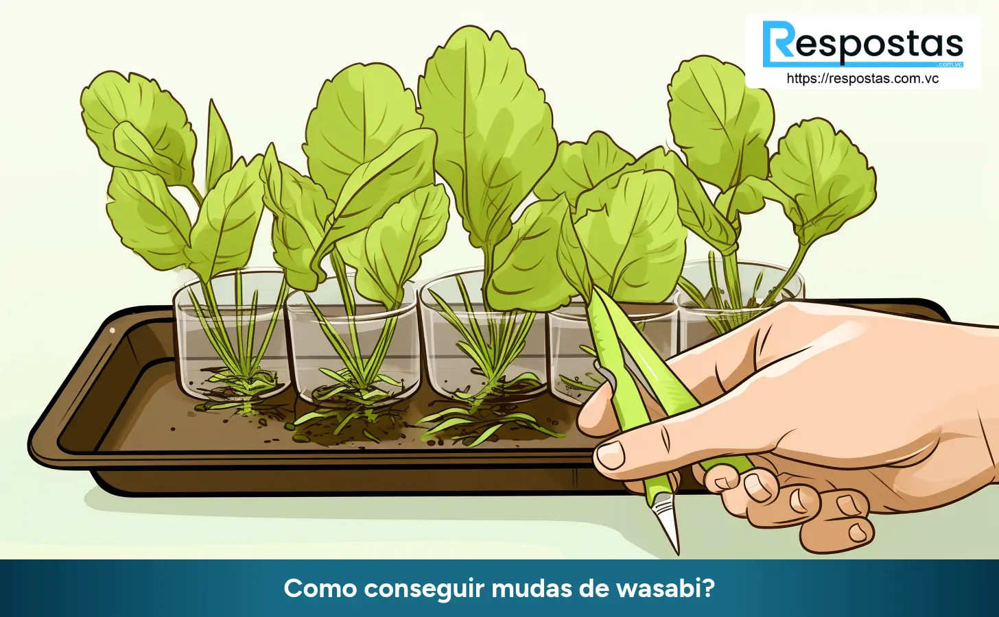 Como conseguir mudas de wasabi?